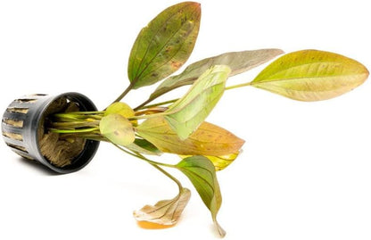 SubstrateSource Echinodorus Ozelot Sword Live Plant for Freshwater Aquariums, Natural Fish Tank