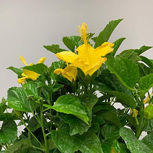 Hibiscus Live Plant - Yellow Hibiscus Bush - Flowering Plants - Yellow Ft. Myers - Overall Height