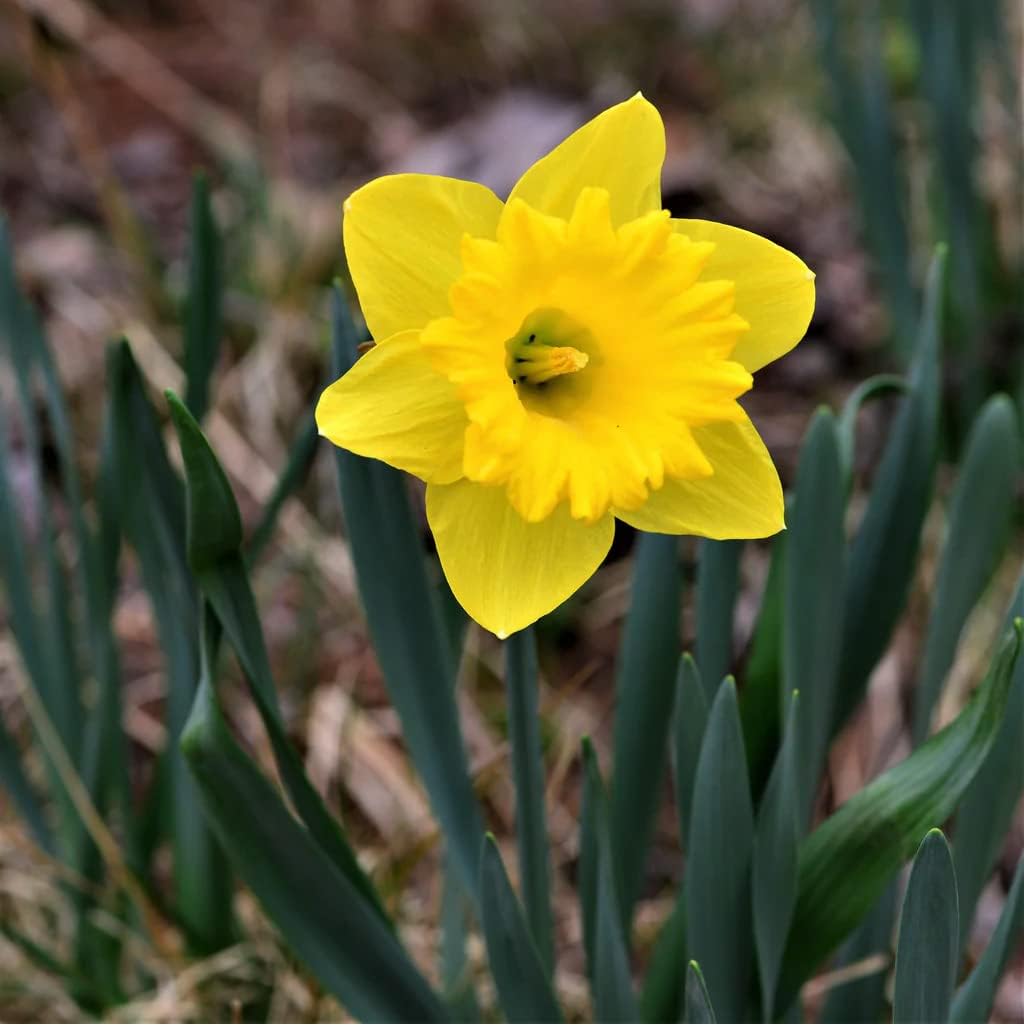 50 Yellow Daffodil Bulbs for Planting - Dutch Master Value Bag - Plant in Gardens, Borders &