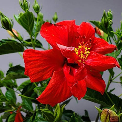 Live Hibiscus Plant - Tropical Flowering Tree Plant - Red President - Overall Height 38" to 44"