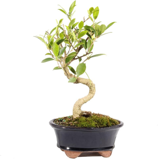 Brussel's Bonsai Live Golden Gate Ficus Indoor Bonsai Tree - Small, 4 Years, 5 to 8 In - Live