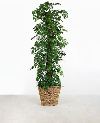 GARDENERA Monstera Adansonii Premium Potting Mixture: Promote Aeration, Drainage & Nutrient Uptake