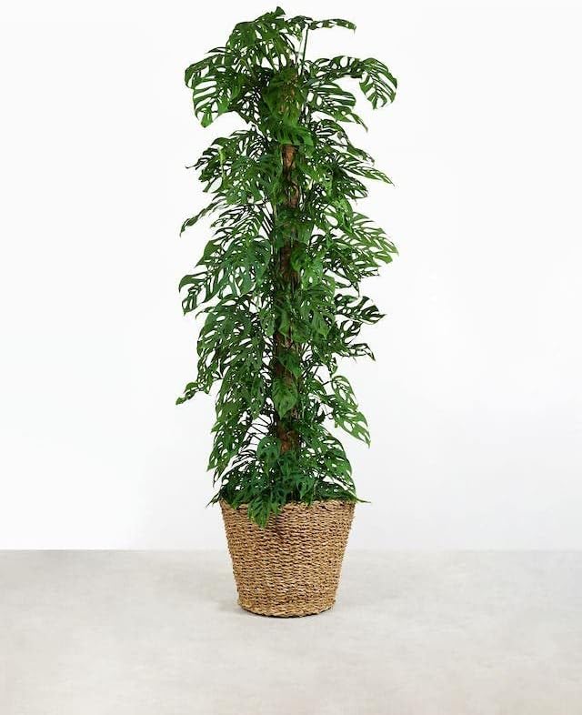 Gardenera Olive Tree Premium Potting Mix - Optimal Air, Moisture, and Nutrient Balance for Healthy