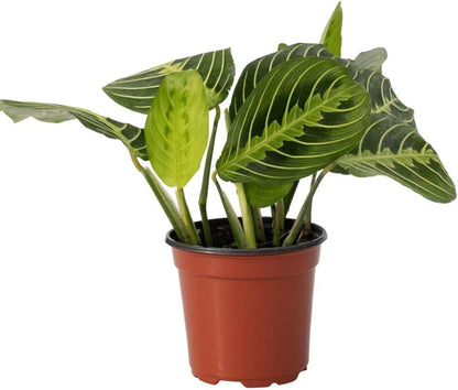 Maranta 'Lemon Lime' Live Plant for Indoor | Different Houseplants in 4'' & 6'' Pot | Real House