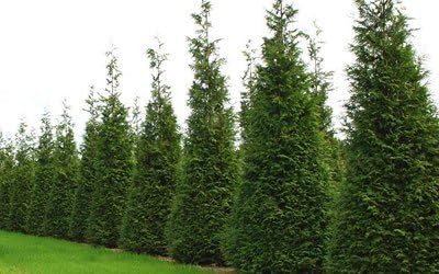 Two Pack of Green Giant Arborvitae Trees - Fast Growing Evergreen - 2 Live Plants Shipped 1 to 2