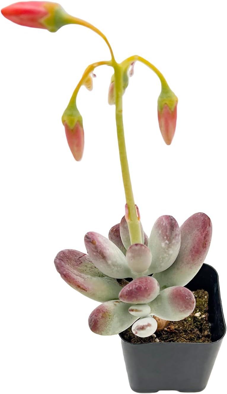 Sprout N Green Cotyledon Orbiculata cv., Rare Live Succulent Plant Fully Rooted in 2" Planter with