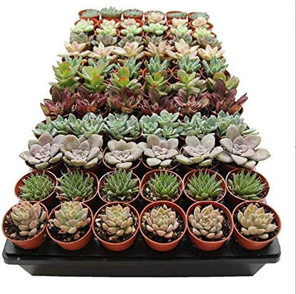 1.75" Mini Succulent Assortment (72 Pack)