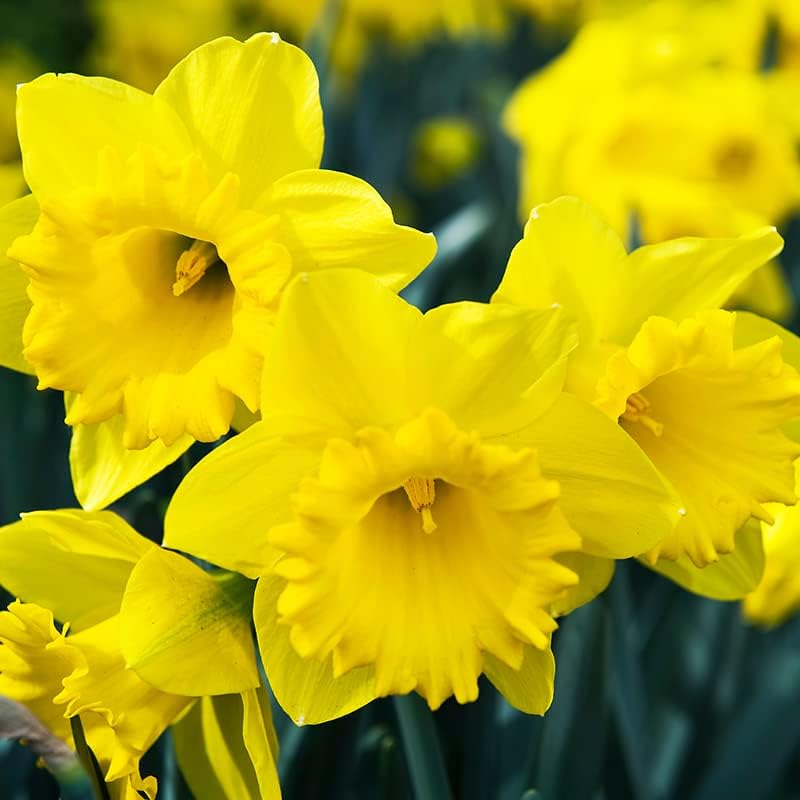 50 Yellow Daffodil Bulbs for Planting - Dutch Master Value Bag - Plant in Gardens, Borders &