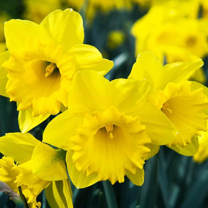 50 Yellow Daffodil Bulbs for Planting - Dutch Master Value Bag - Plant in Gardens, Borders &