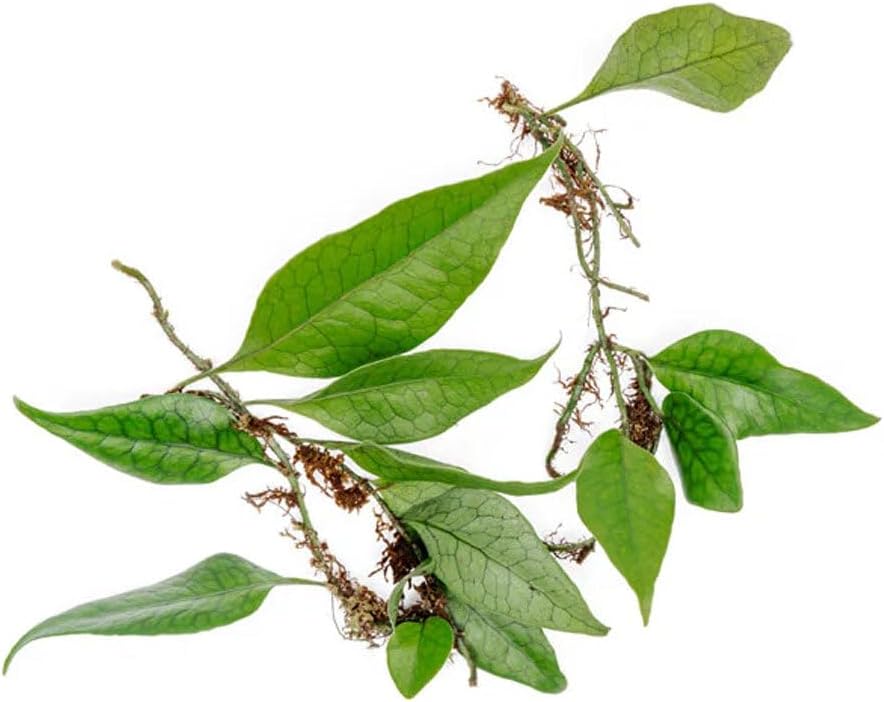 SubstrateSource Live Jungle Plant - Dendroconche annabellae - Moderate Care, Medium Light, Bright