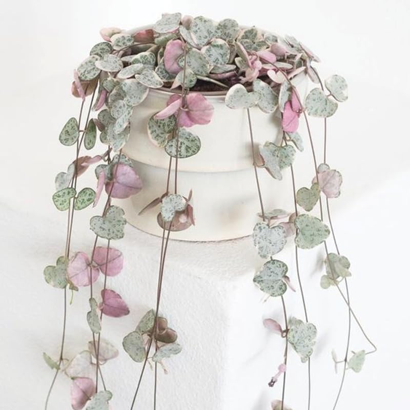 Ceropegia Woodii Variegated String of Hearts Plant Live, Trailing Succulent Vine, Rare Live Indoor