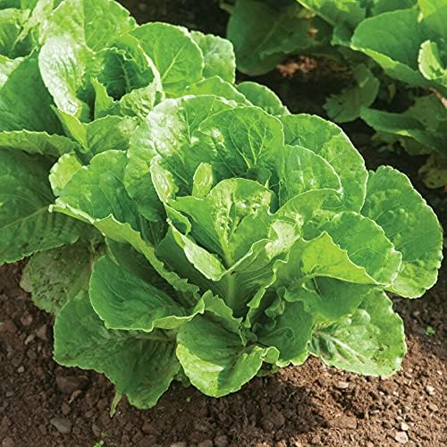 Greens Seeds Collection, 2500+ Seeds, 9 Heirloom Varieties, Arugula, Beet, Upland Cress, Vates