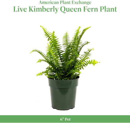 American Plant Exchange Kimberly Queen Fern – 6-Inch Pot – Live Hardy Upright Fern Houseplant, Easy