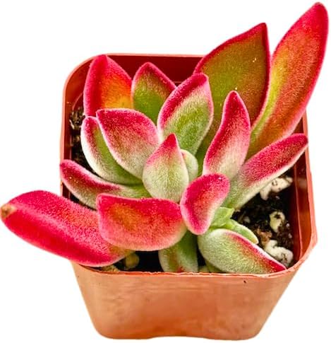 2" Echeveria Ruby Slippers Unique Succulents Plants Live, Live Starter Succulent Plants, Easy Care