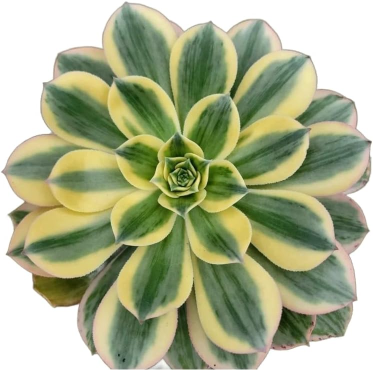 Live Succulents 4" Aeonium Sunburst Fully Rooted in Pots with Soil Mix, Succulents Plants Live