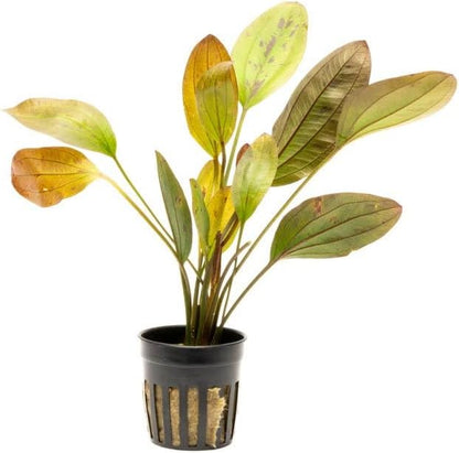 SubstrateSource Echinodorus Ozelot Sword Live Plant for Freshwater Aquariums, Natural Fish Tank