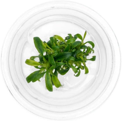 Ultum Nature Systems Live Tissue Culture - Anubias Minima Dragon Claw (Anubias Minima) - Easy - Low