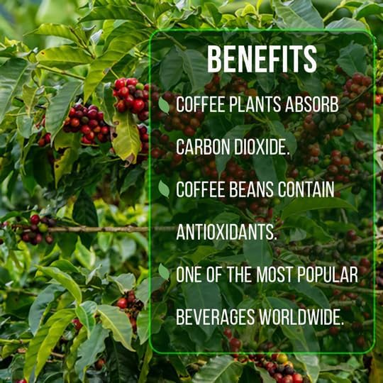 Coffee Plant Arabica (4 Pack) Real Live Plant for Sale | Coffee Lover's Dream | Easy to Grow Live