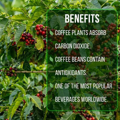 Coffee Plant Arabica (4 Pack) Real Live Plant for Sale | Coffee Lover's Dream | Easy to Grow Live
