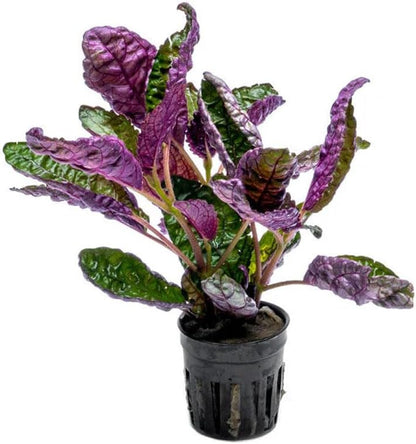 SubstrateSource Live Jungle Plants - Hemigraphis colorata (Hemigraphis sp.) - Low to Medium Light