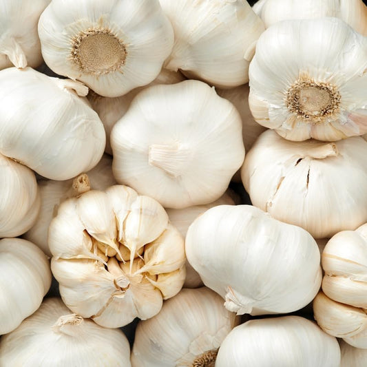 1 Pound Garlic for Planting in Fall Hard Neck, 8-10 White Garlic Bulbs for Planting, Fresh and High