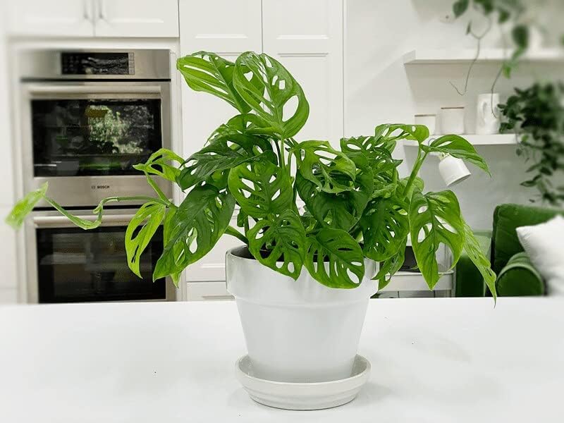 Gardenera Premium Swiss Cheese Plant Potting Mix - 20 QT - Monstera Deliciosa Blend for Optimal