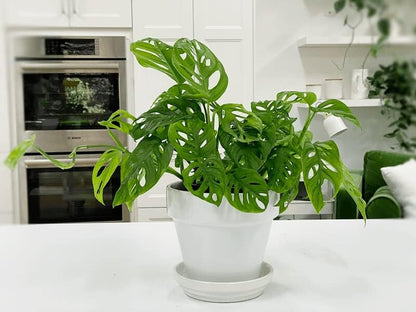 Gardenera Premium Swiss Cheese Plant Potting Mix - Monstera Deliciosa Blend for Optimal Nutrients