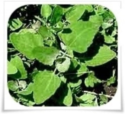KVITER 1000 Lambs Quarter Seeds (Chenopodium Album) Goosefoot - Heirloom, Edible Weeds - Ideal for