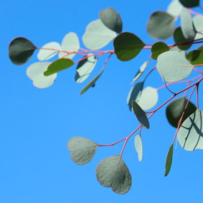 Park Seed Grow Your Own Eucalyptus Seeds Plant, Perfect for Indoor Growing and Spring Garden