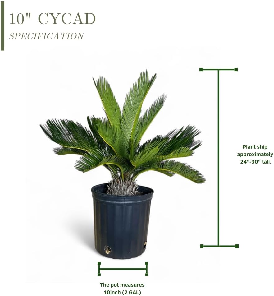 Cycad Revoluta Palm, Live Indoor Outdoor Plant, 10-inch Grower Pot, Yellow Green, 28 Inches Tall
