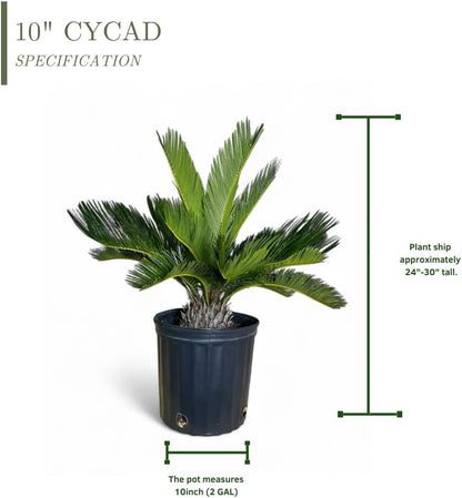 Cycad Revoluta Palm, Live Indoor Outdoor Plant, 10-inch Grower Pot, Yellow Green, 28 Inches Tall