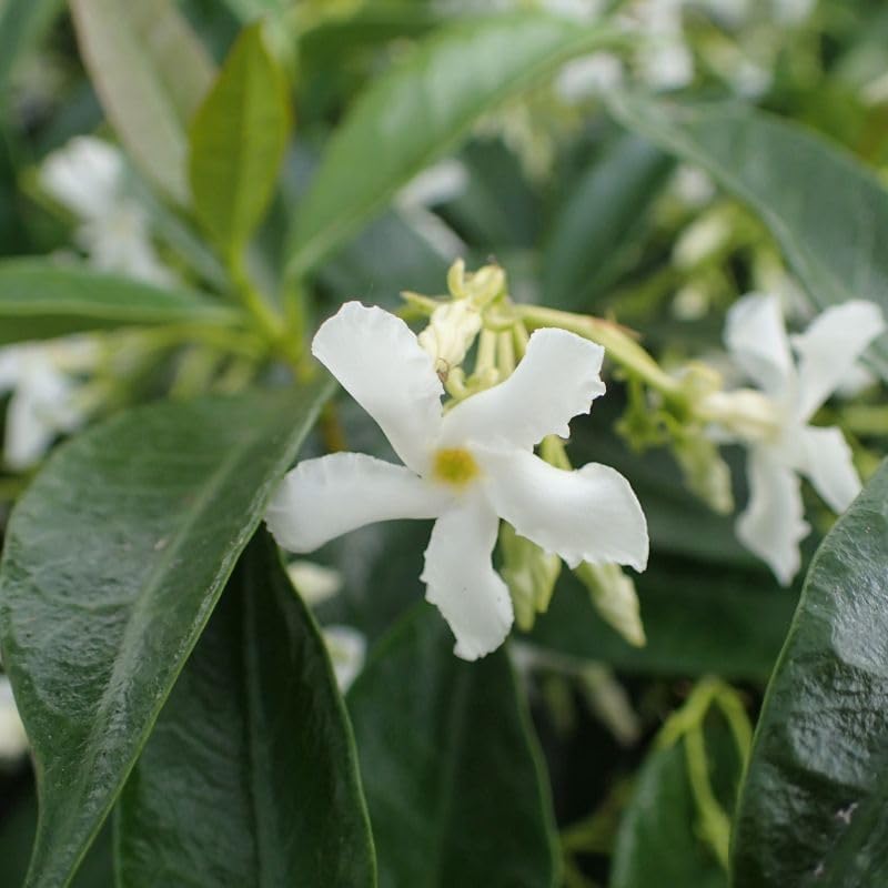 Star Jasmine/Confederate Jasmine - Trachelospermum Jasminoides. Live. Fragrant Flowers. (2 Plants