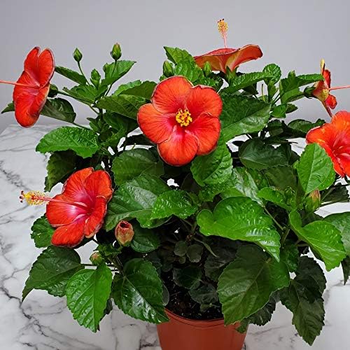 Hibiscus Plant Live - Hibiscus Bush - Red President - Overall Height 26" to 28" - Tropical Plants