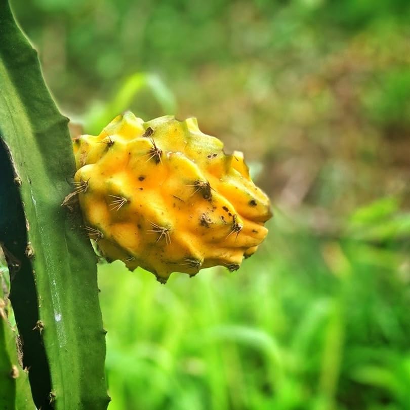 Dragon Fruit Yellow Dragon (4 Pack) | Real Live Fruit Plants for Sale | Rare Exotic Variety | Sweet