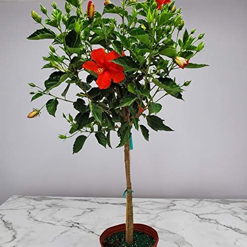 Live Hibiscus Plant - Tropical Flowering Tree Plant - Red President - Overall Height 38" to 44"
