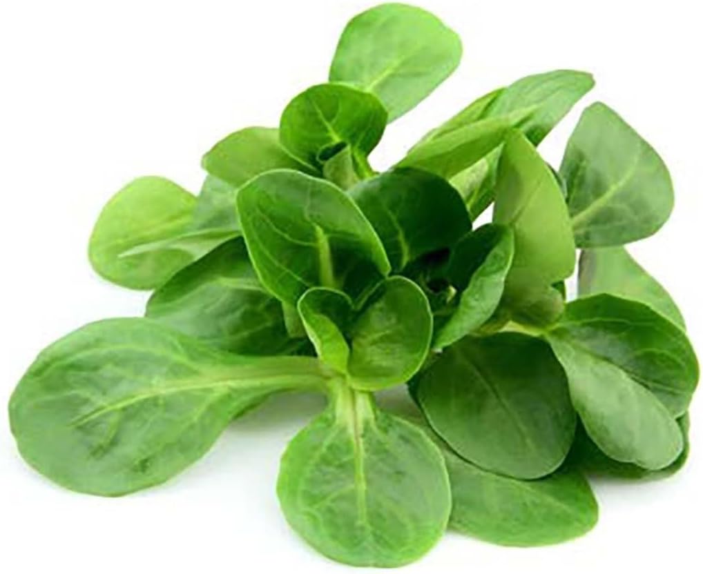 Mache - Large Leaves Variety and Best for Overwintering in The Cold Northeast - Corn Salad - 300