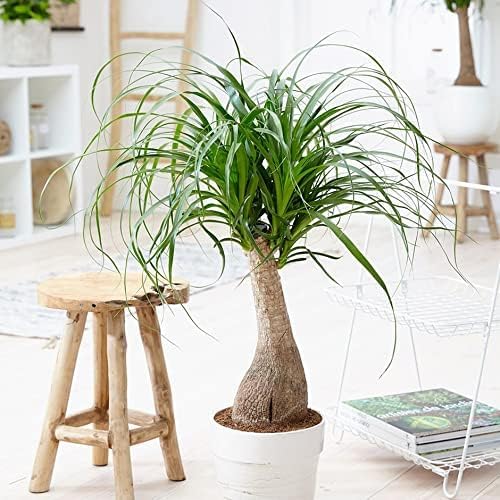 Gardenera Nolina Plant Potting Soil - All-Natural Blend for Thriving Nolina Plants - Boosts Root