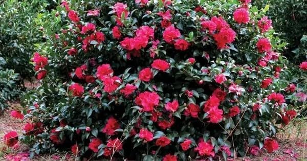 Southern Living October Magic Ruby Camellia, Pink Flowering Shrub, 5 ft Mature Height, USDA Zones