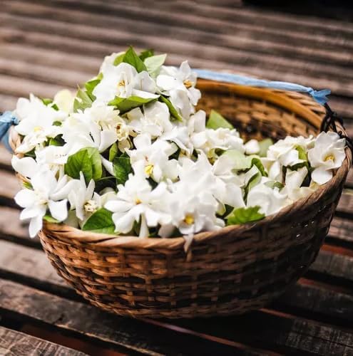 Night Blooming Jasmine Live Plant - Cestrum Nocturnum. Fragrant Flowering Shrub for Garden, Patio