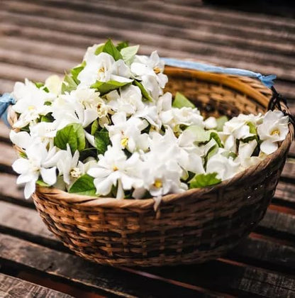 Night Blooming Jasmine Live Plant - Cestrum Nocturnum. Fragrant Flowering Shrub for Garden, Patio
