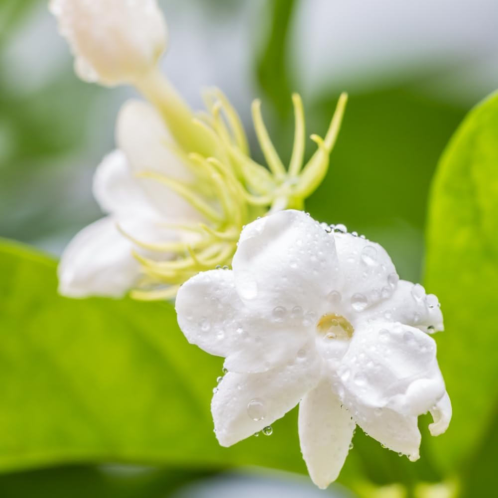 Jasmine Plant, Fragrant Jasmine Flower Vine 4-8 Inches Well Rooted for Container, Hanging Basket