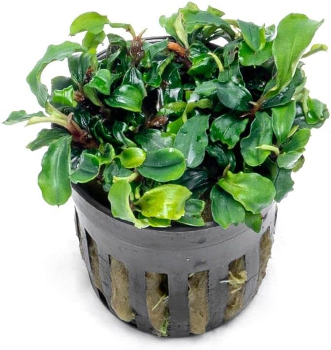 SubstrateSource Bucephalandra Green Wavy Potted Live Aquarium Plant - Natural Freshwater Fish Tank