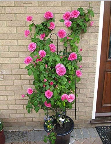 2 Pack Black Coated Wave Pot Trellis Panel 31'' Plant Stakes for Climbing Plants Outdoor Roses