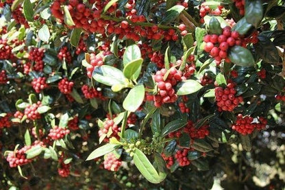 Burfordi Holly | 3 Extra Large 3 Gallon Plants | Ilex Cornuta | Fast Growing Evergreen Shrubs