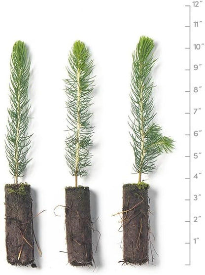 Colorado Blue Spruce Tree Plug Seedlings | 6"-12" | Arbor Day Foundation (3-Pack)
