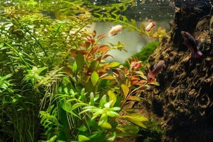 SubstrateSource Live Aquarium Stem Plants - Freshwater Aquatic Plant for Fish Tanks, Aquascaping