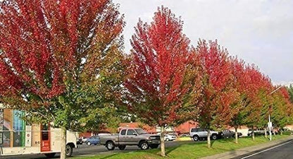 Red Maple Tree | 3 Live Trees | Acer rubrum | Native American Beauty Fast-Growing Shade Tree | Fall