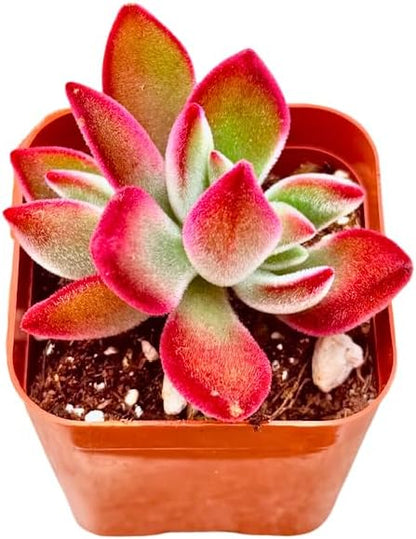 2" Echeveria Ruby Slippers Unique Succulents Plants Live, Live Starter Succulent Plants, Easy Care