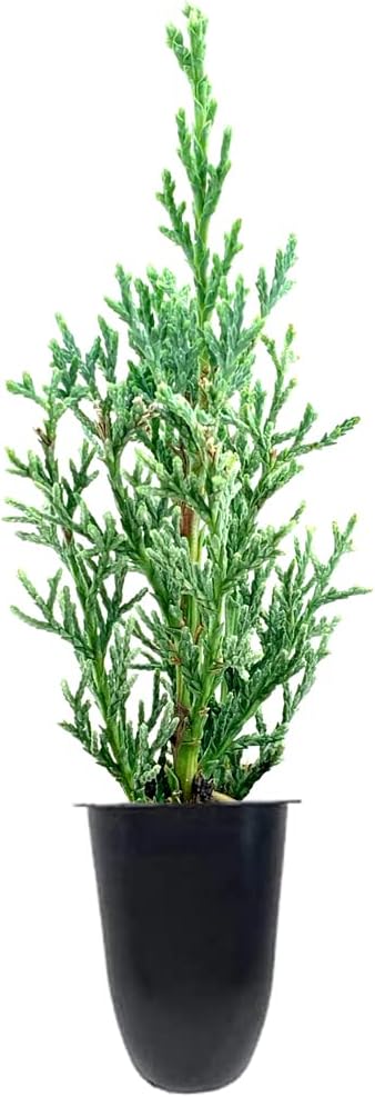 Florida Foliage Italian Cypress Tree | 10 Live Seedlings Cupressus Sempervirens Formal Elegant