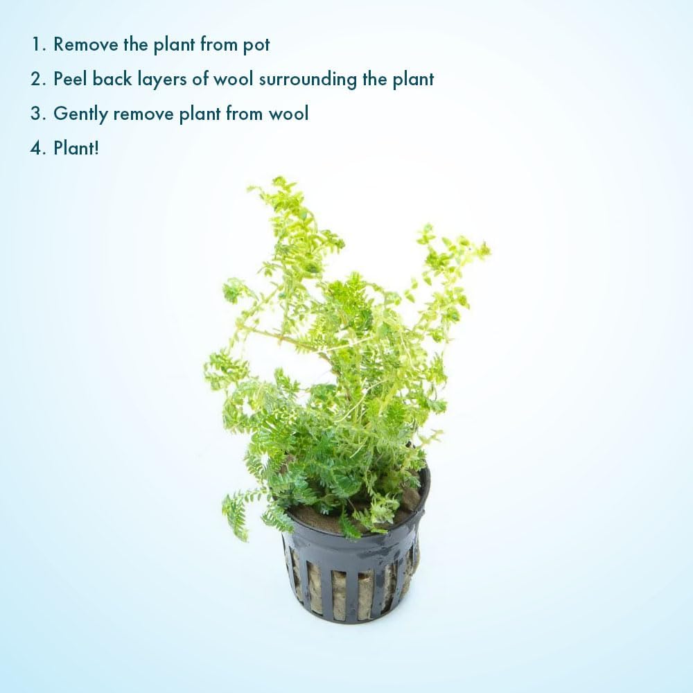 SubstrateSource Live Plants - Selaginella Siamensis (Selaginella siamensis) - Low to Medium Light